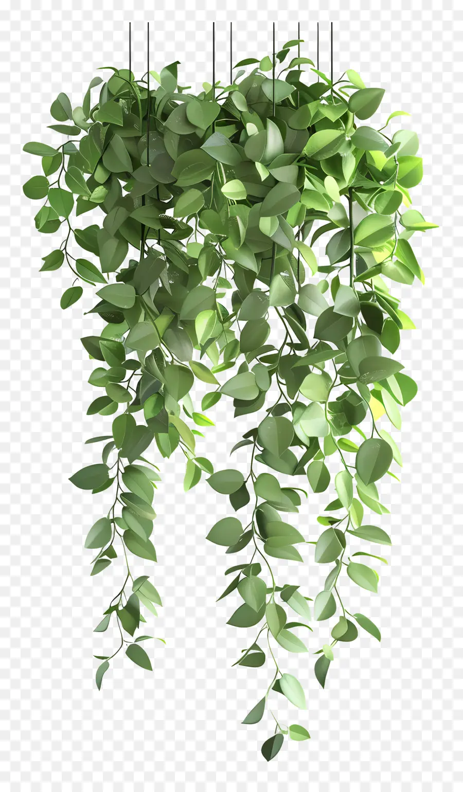 Plantas Colgantes，Planta Colgante PNG