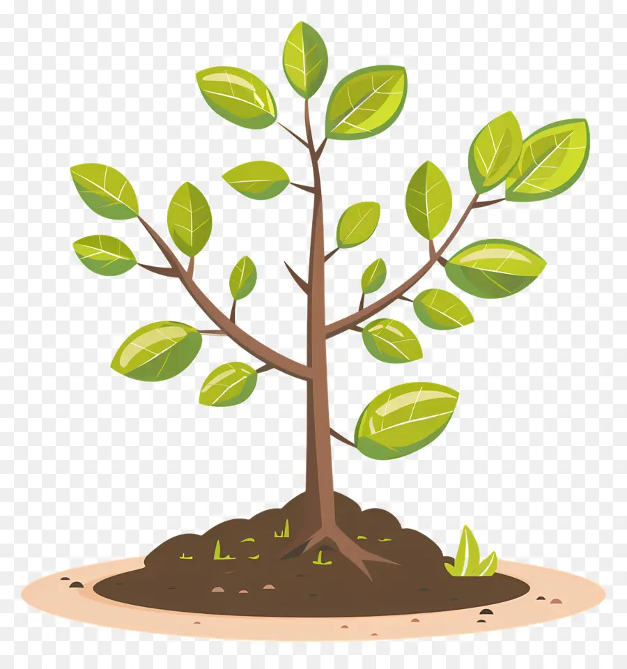 árbol Creciendo，Planta Joven PNG