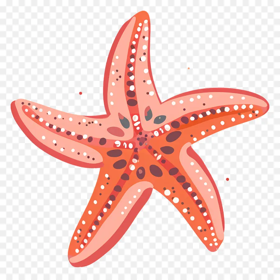 Estrella De Mar，Estrella De Mar Roja PNG