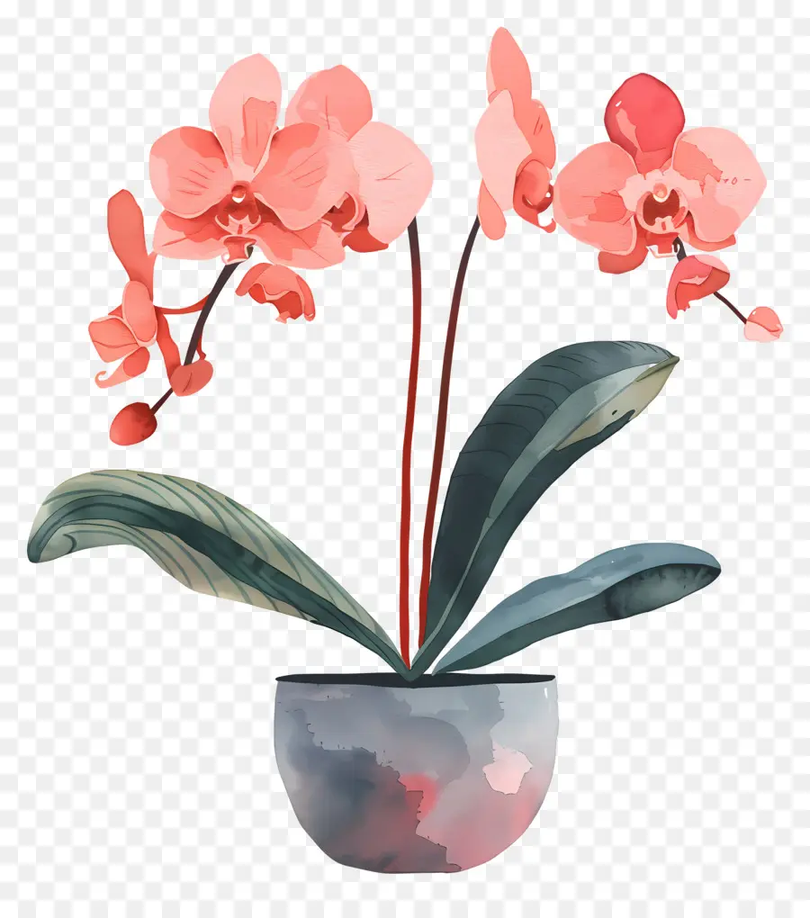 Orquídea，Flor PNG