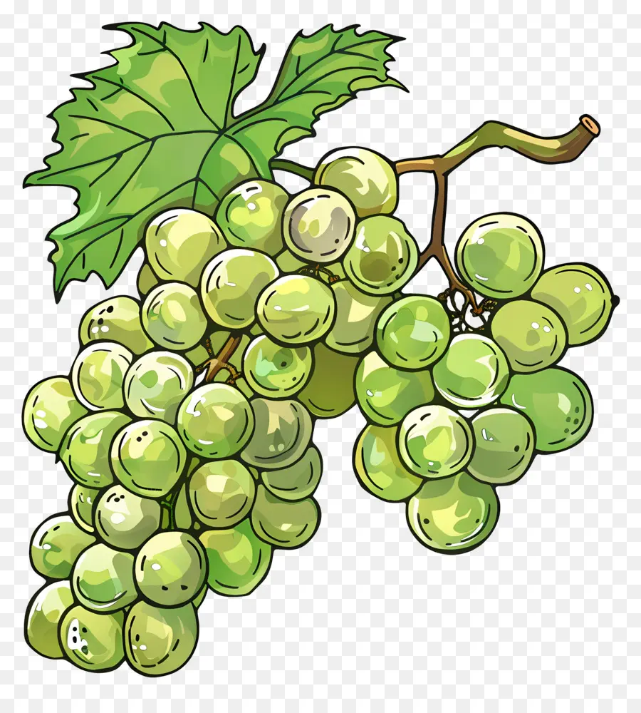 Uvas Verdes，Enredadera PNG