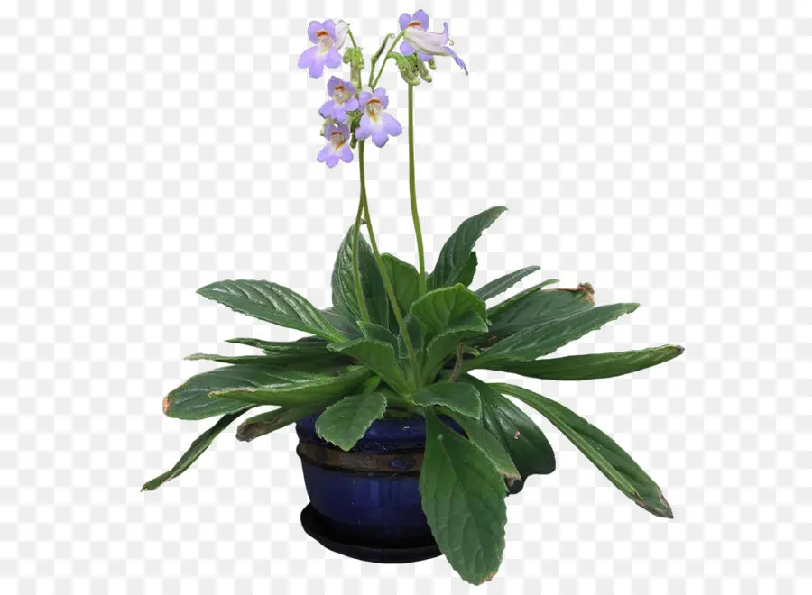 Planta Em Vaso，Flor PNG