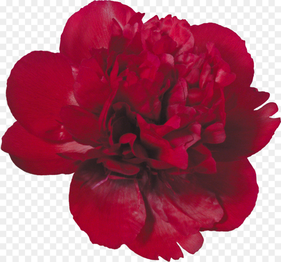 Flor Rosa，Florescer PNG