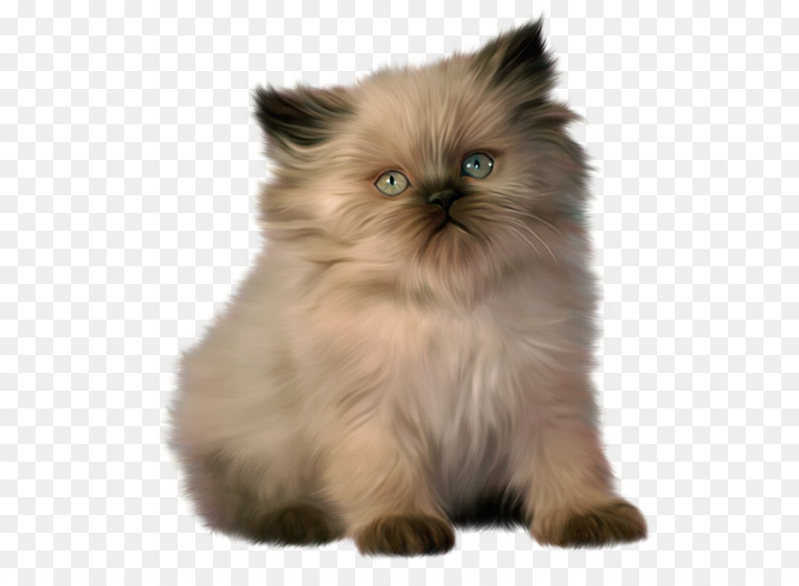 Gatinho Preto E Branco，Gato PNG