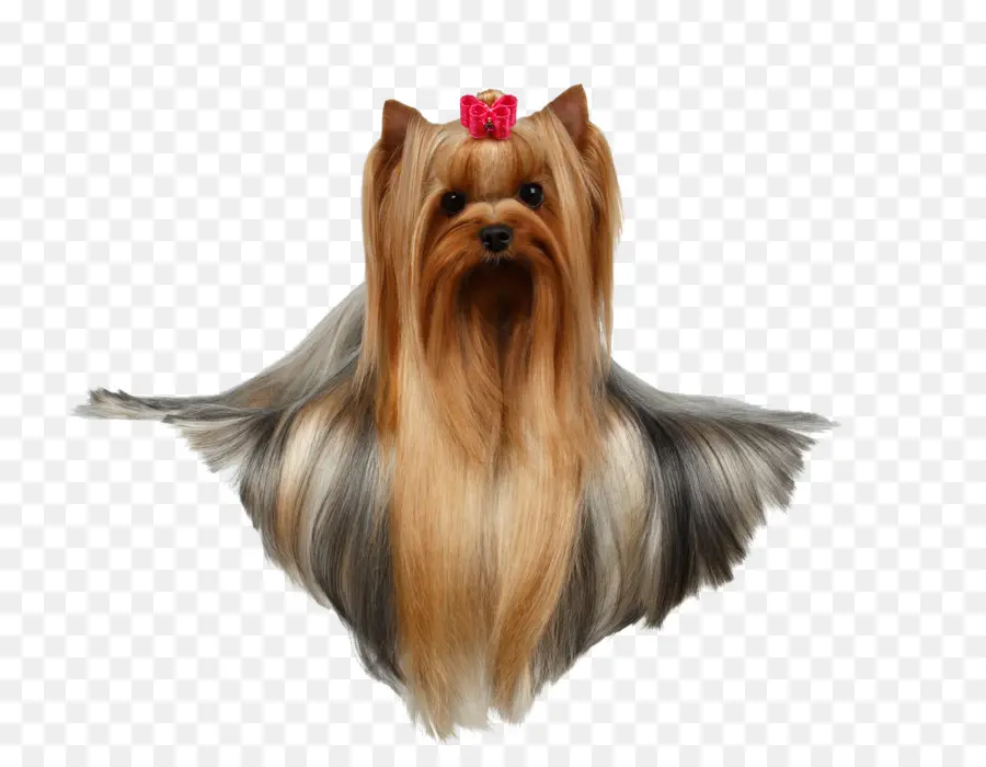 Yorkshire Terrier，Cachorro PNG