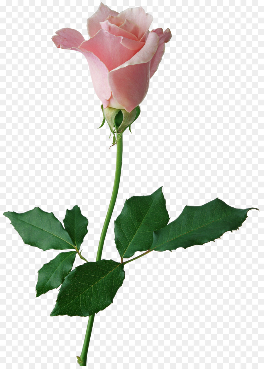 Rosa Rosa，Florescer PNG