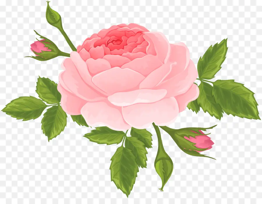 Rosa Rosa，Folhas Verdes PNG