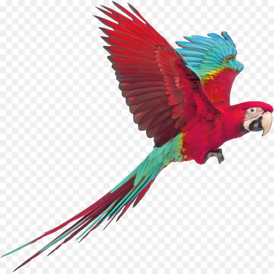 Papagaio Vermelho，Asas PNG