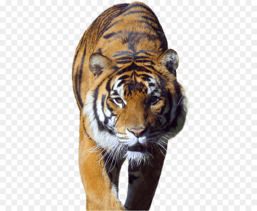 Cara De Tigre，Gato Grande PNG