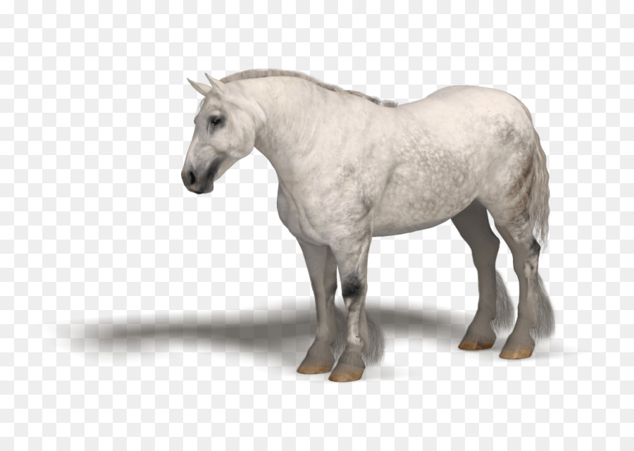 Potro，Cavalo PNG