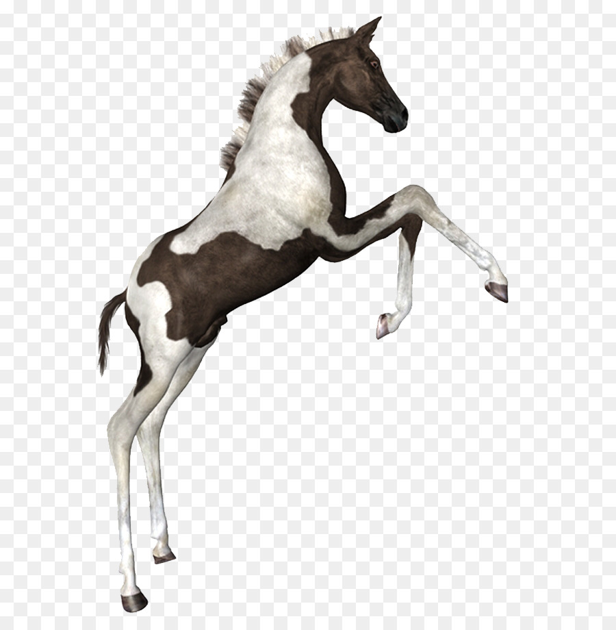 Potro，Cavalo PNG