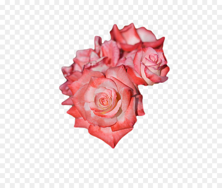 Coração Rosa Vermelha，Amor PNG