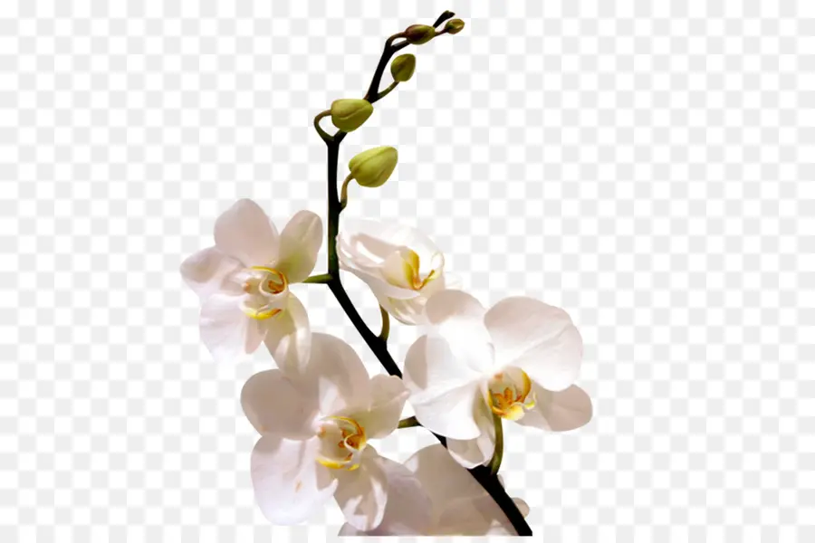 Orquídea Branca，Florescer PNG