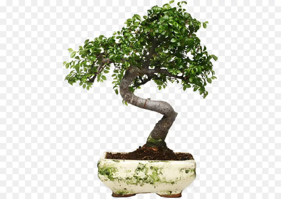 Árvore Bonsai，Árvore PNG