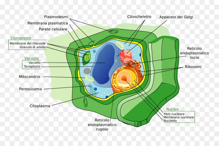 Célula Vegetal，Biologia PNG