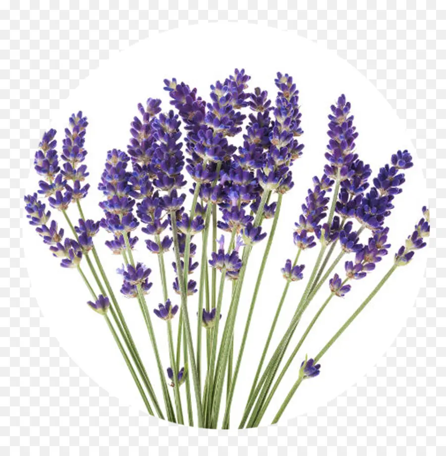 Lavanda，Erva PNG