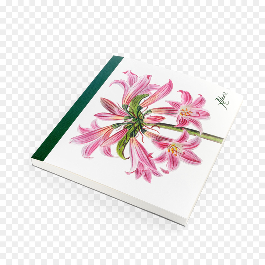 Aboca Museu，Jersey Lily PNG