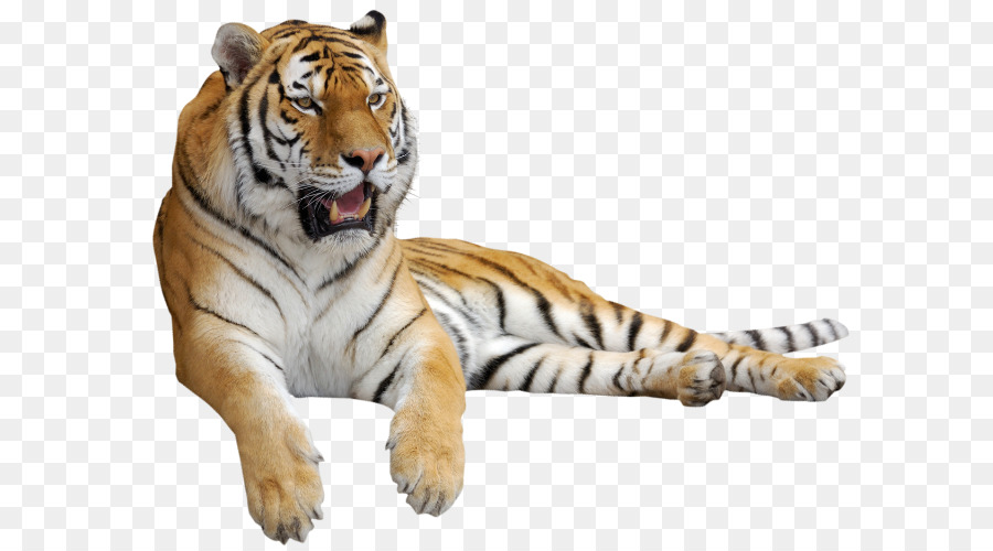 Tigre，Gato Grande PNG