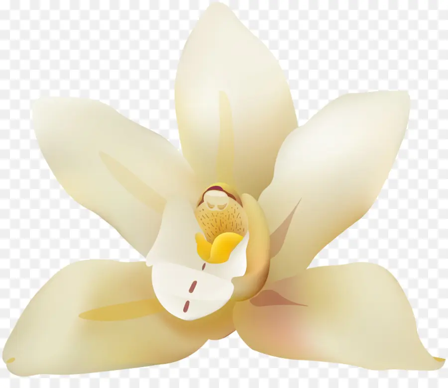 Pétala，Traça Orquídeas PNG