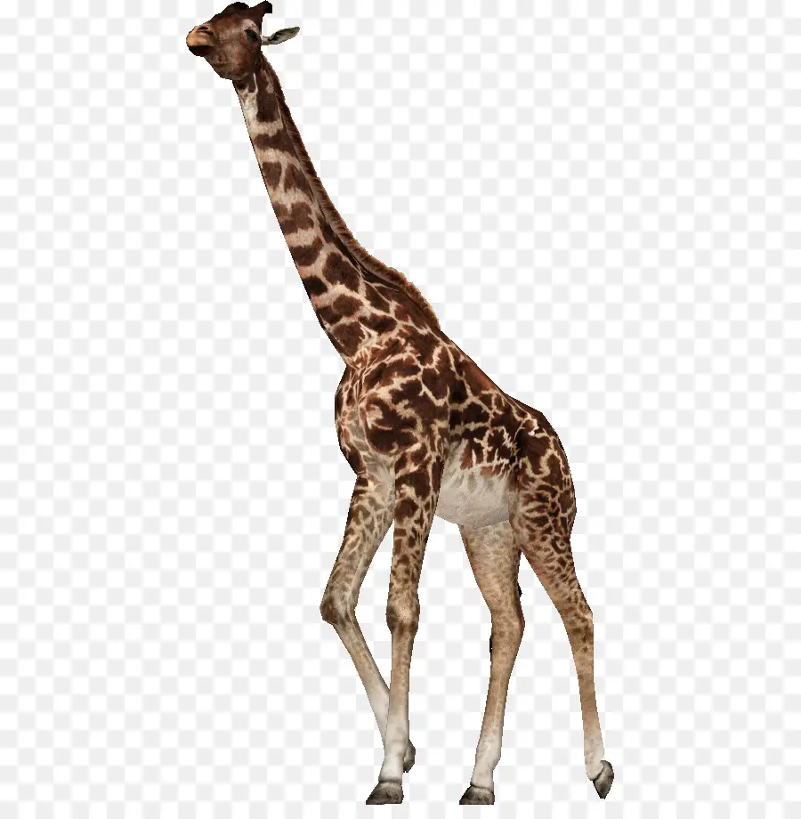 Girafa，Pontos PNG