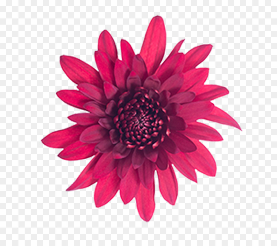 Flor，Florescer PNG