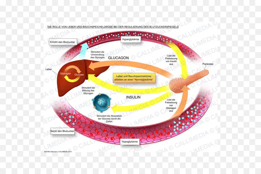 Diagrama De Glucagon E Insulina，Fígado PNG