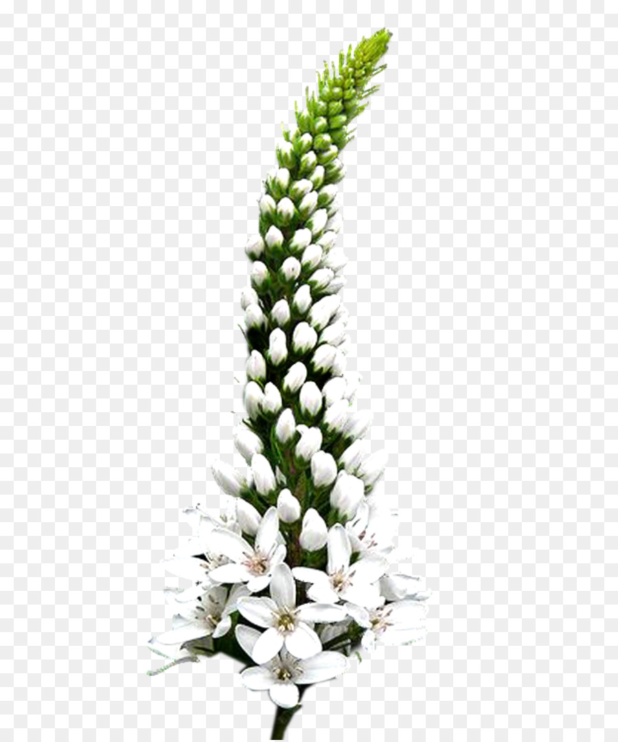 Flores De Corte，Gramíneas PNG