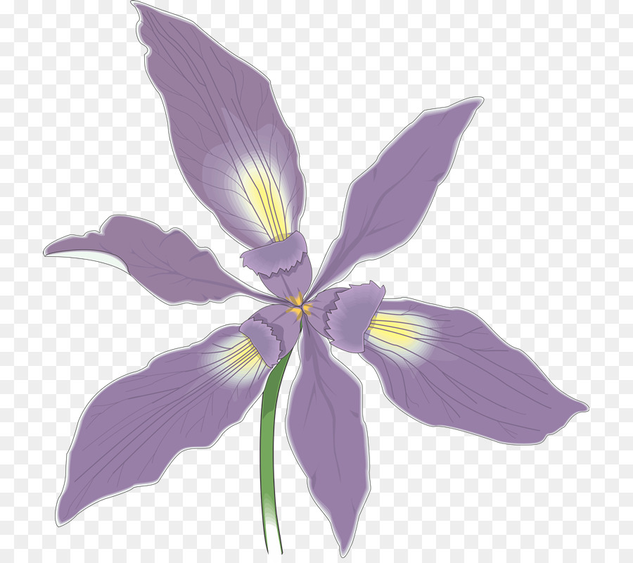 Flor，Pétalas PNG