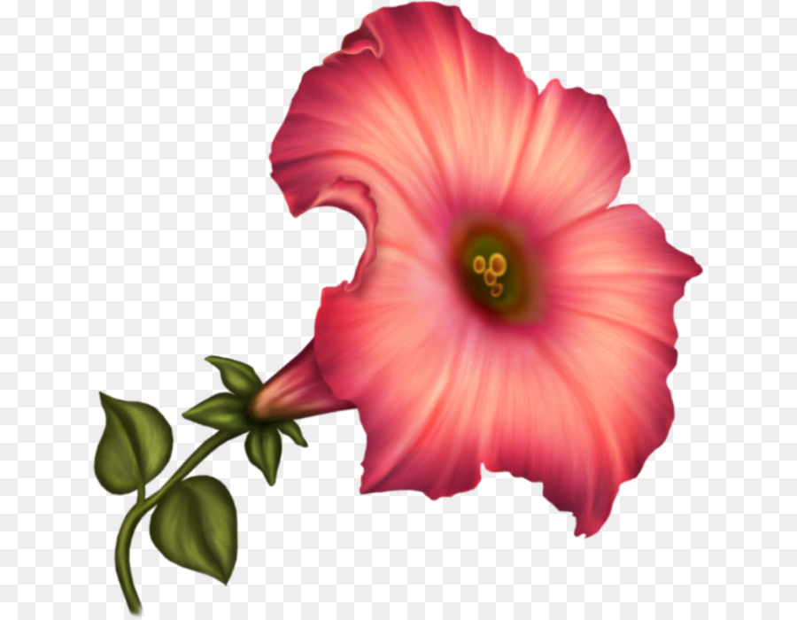 Flor，Florescer PNG