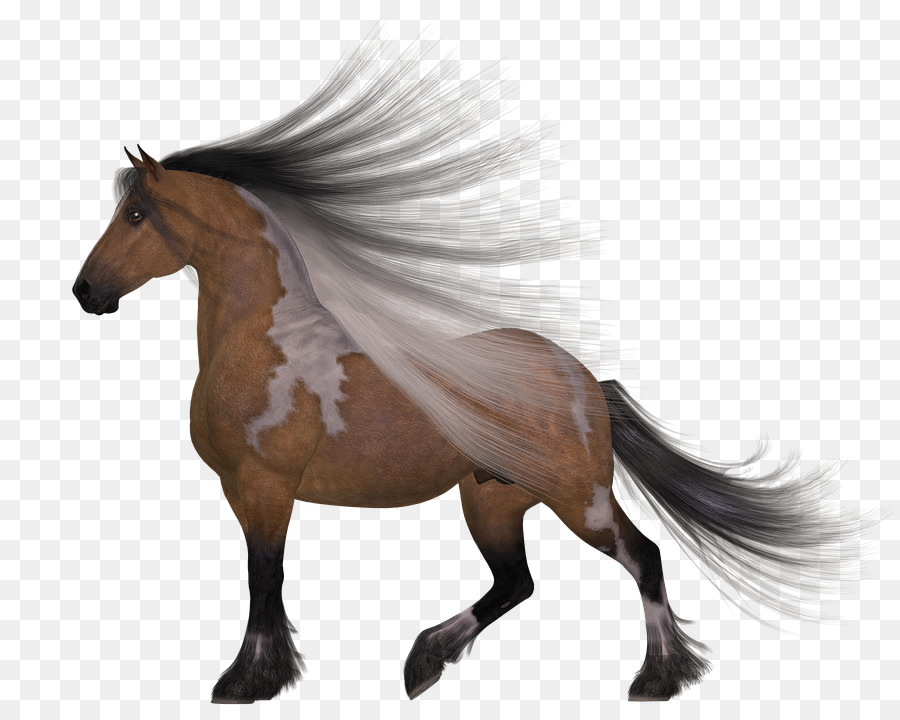 Cavalo Branco，Animal PNG