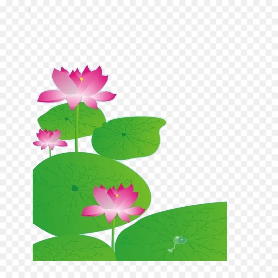 Lótus Rosa，Folhas Verdes PNG