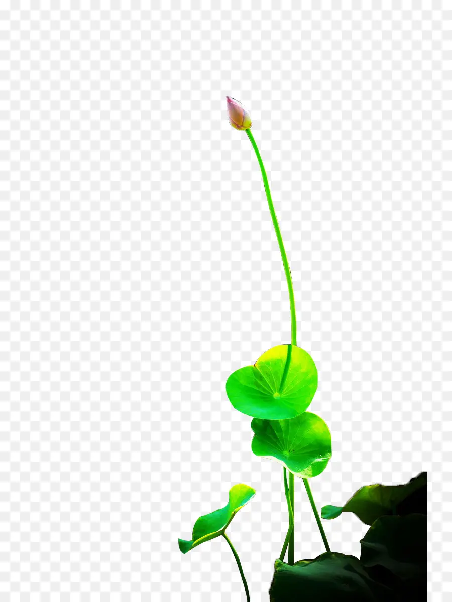 Planta De Lótus，Flor PNG