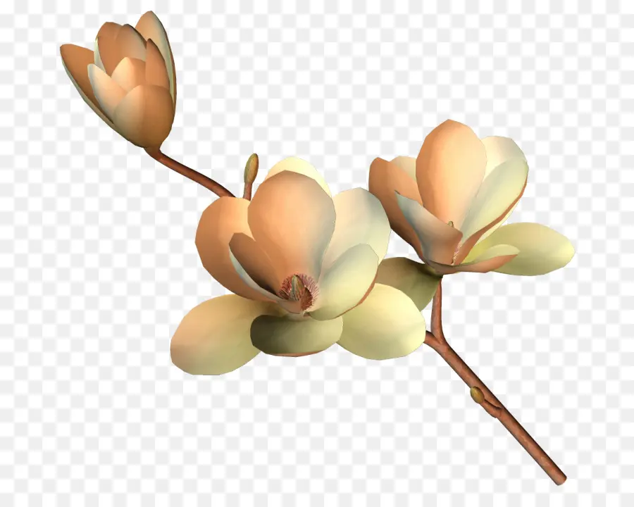 Flores De Magnólia Branca，Filial PNG