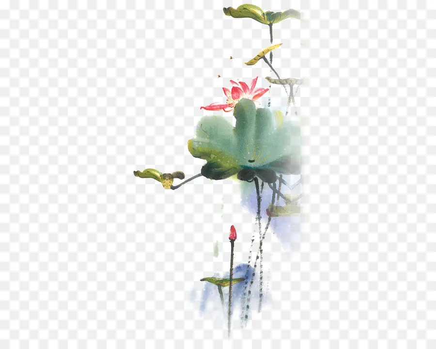 Flores Em Aquarela，Aquarela PNG