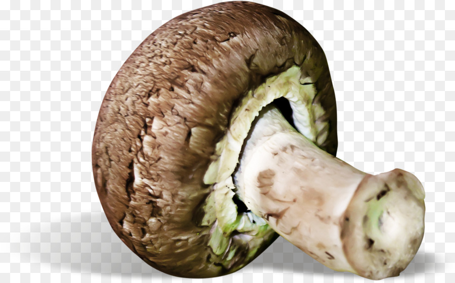 Agaricaceae，Cogumelo Comestível PNG