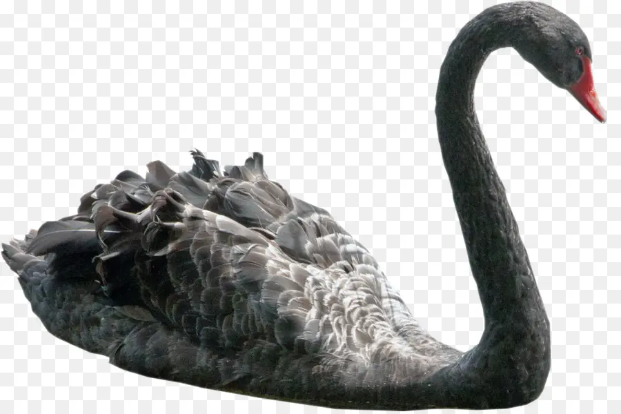 Cisne Negro，Pássaro PNG