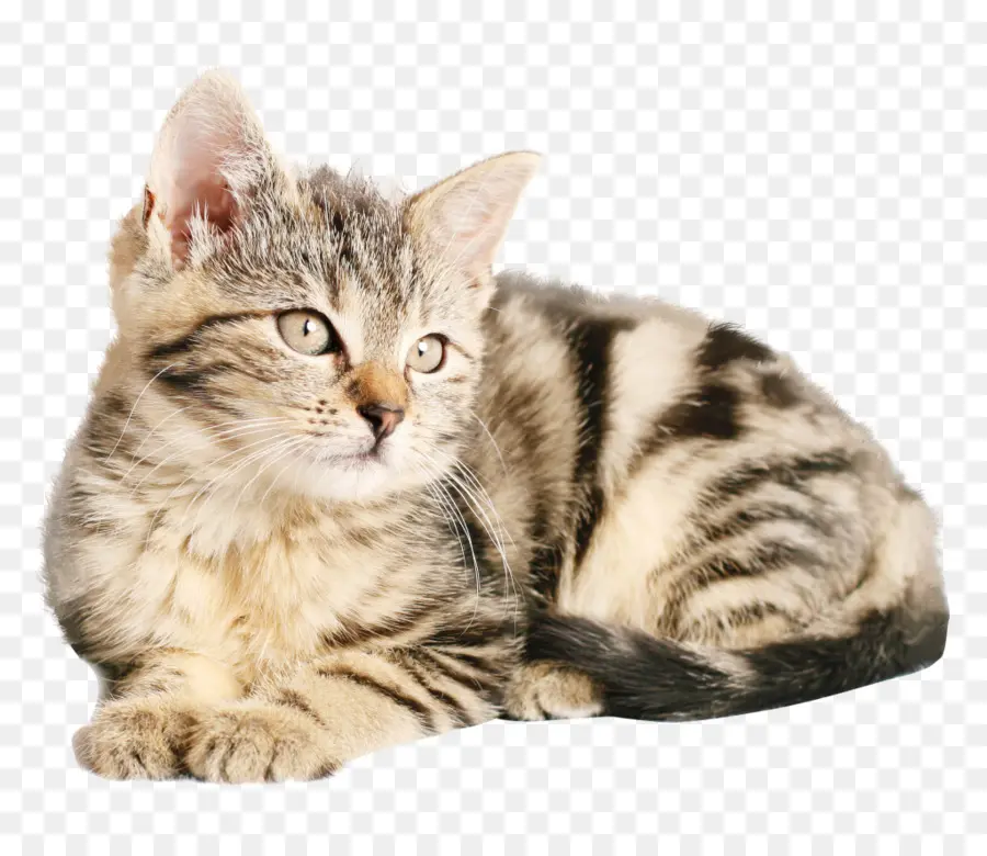 Gatinho，Gato PNG