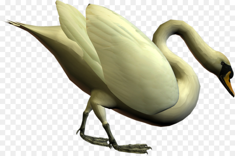 Cisne，Branco PNG