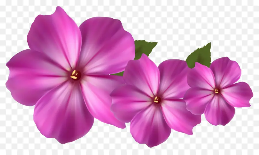 Flores Rosa E Brancas，Flores PNG