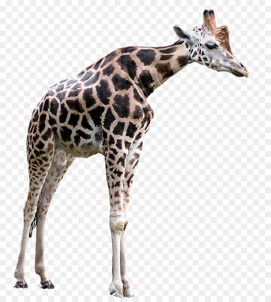 Girafa，Pescoço Longo PNG