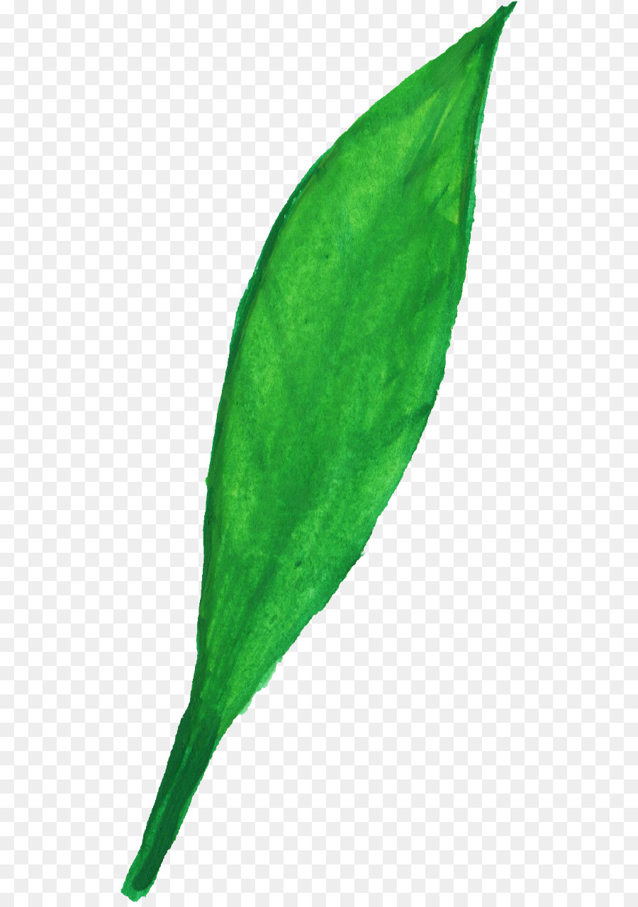 Folha Verde，Plantar PNG