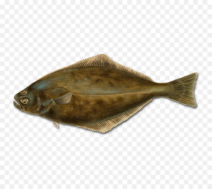 Linguado，Peixe PNG