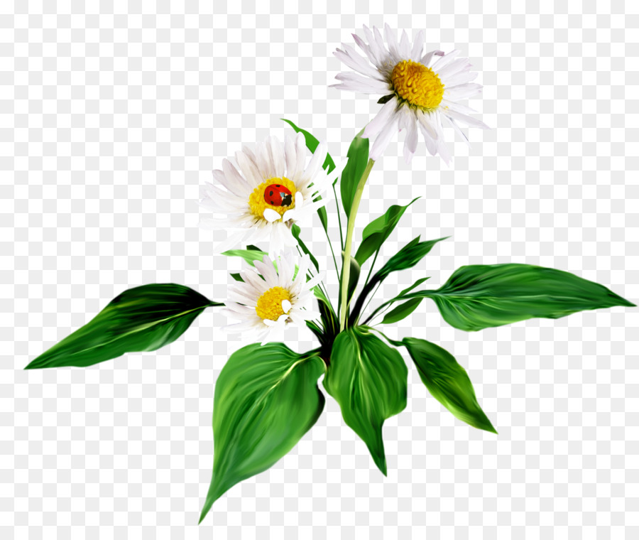 Flores，Florescer PNG