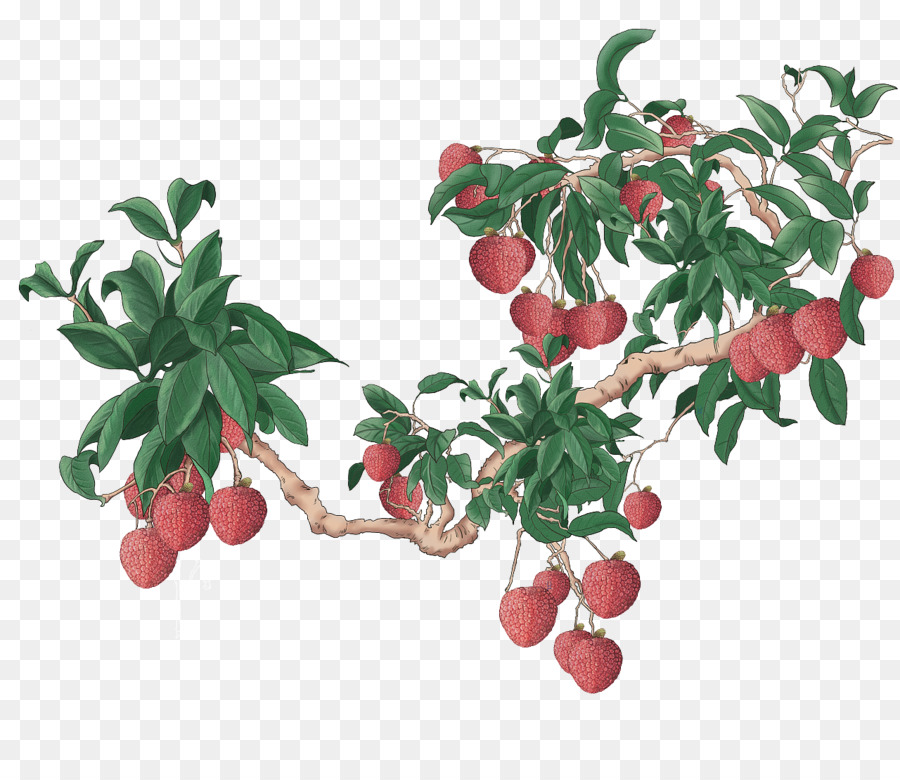 Lichia，Frutas PNG