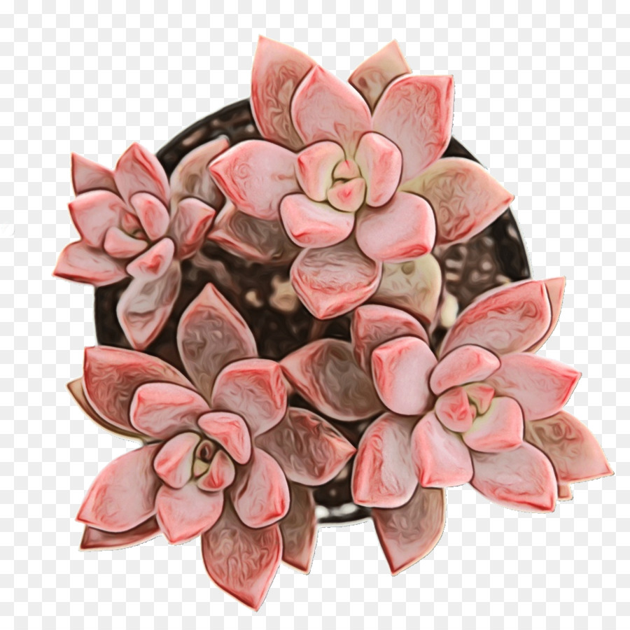 Suculenta Planta，Cactus PNG