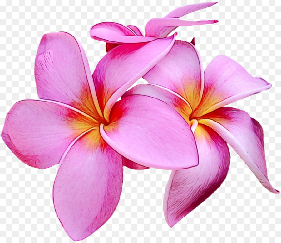 Flores，Florescer PNG