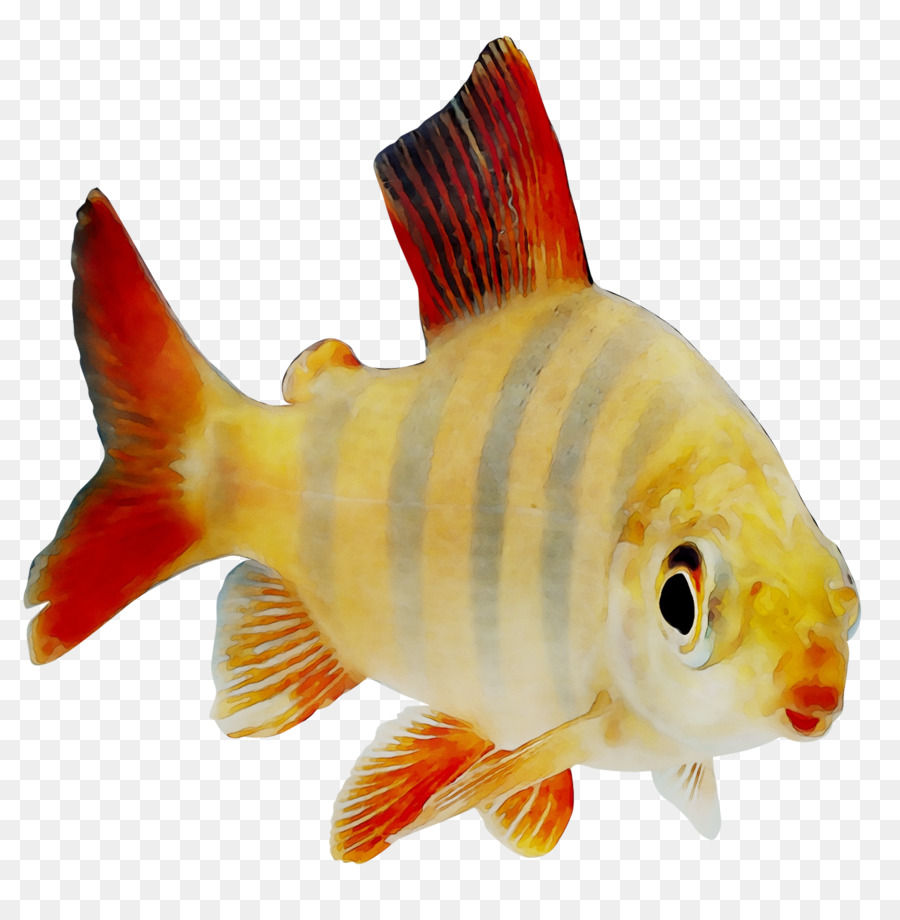 Peixe，Aquático PNG