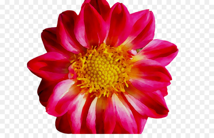 Flor Rosa，Flor PNG