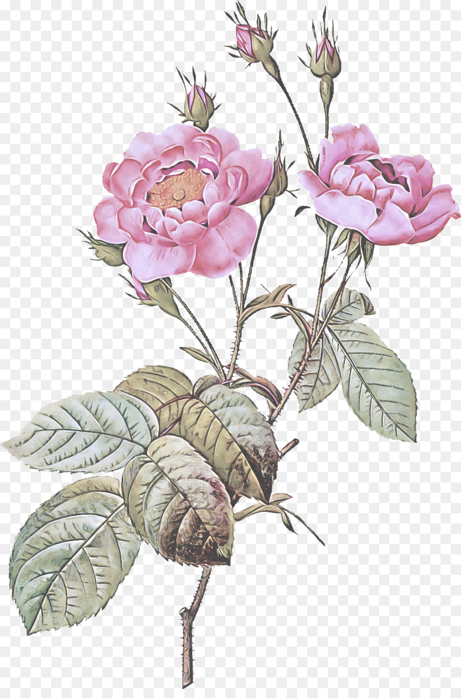 Rosas，Florescer PNG