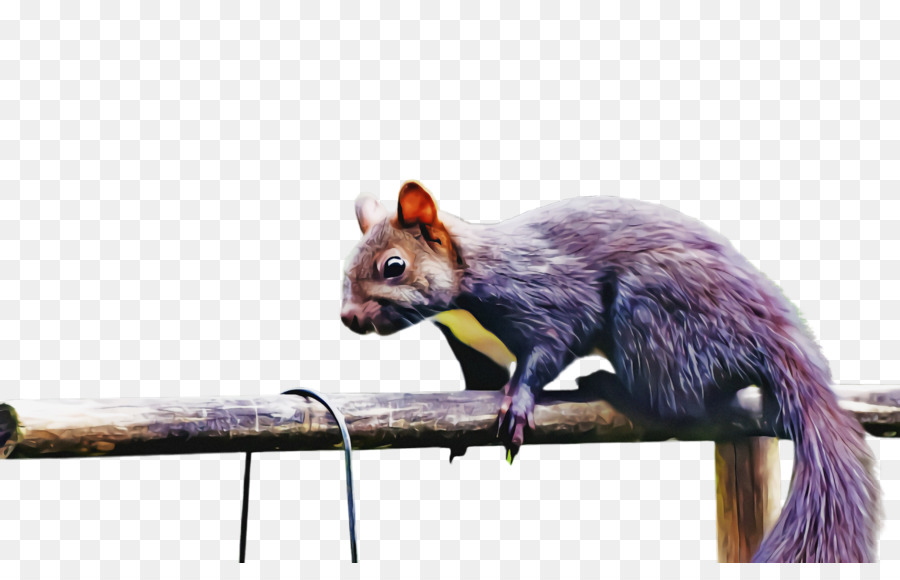 Esquilo，Possum PNG